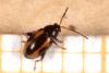 Phyllotreta ochripes